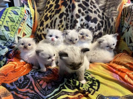 Classic Ragdoll-Kitten aus seriöser Zucht