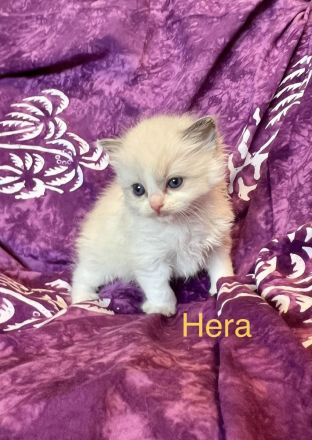 Classic Ragdoll-Kitten aus seriöser Zucht