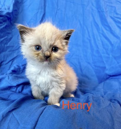 Classic Ragdoll-Kitten aus seriöser Zucht