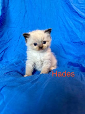 Classic Ragdoll-Kitten aus seriöser Zucht