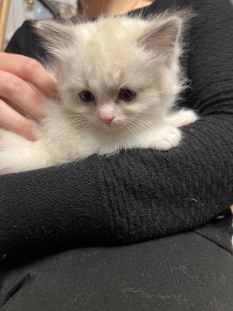 Classic Ragdoll-Kitten aus seriöser Zucht