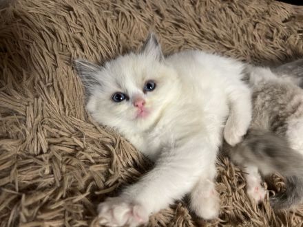 Classic Ragdoll-Kitten aus seriöser Zucht