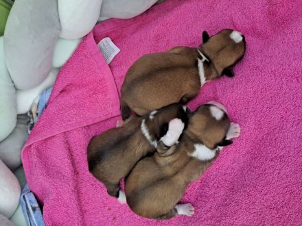 Shitzu Welpen zu verkaufen