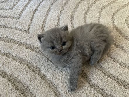 Britisch Kurzhaar Katzenbaby