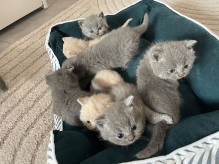 Britisch Kurzhaar Katzenbaby