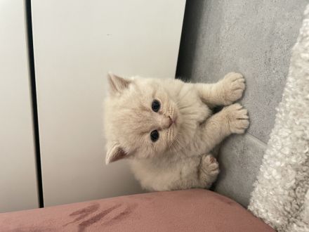 Britisch Kurzhaar Katzenbaby
