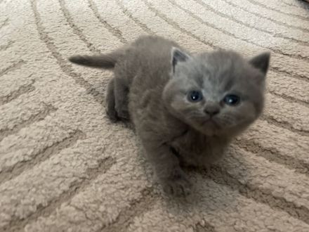 Britisch Kurzhaar Katzenbaby
