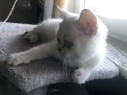 BKH Kitten (silver shaded) männlich mit blauen Augen