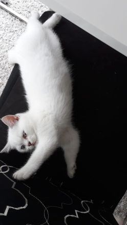 BKH Kitten (silver shaded) männlich mit blauen Augen