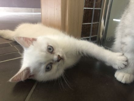 BKH Kitten (silver shaded) männlich mit blauen Augen