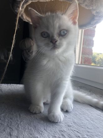 BKH Kitten (silver shaded) männlich mit blauen Augen