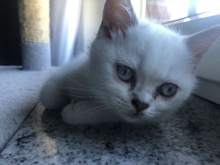 BKH Kitten (silver shaded) männlich mit blauen Augen