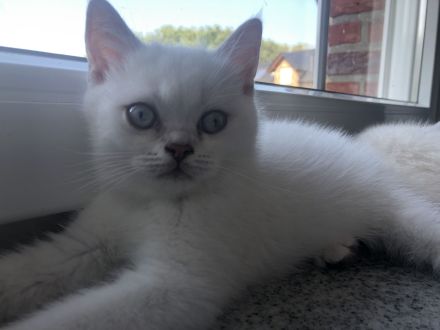 BKH Kitten (silver shaded) männlich mit blauen Augen