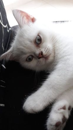 BKH Kitten (silver shaded) männlich mit blauen Augen