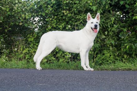 Weiße Schweizer Schäferhund Welpen
