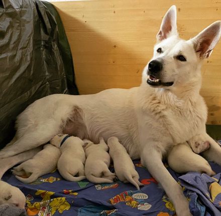 Weiße Schweizer Schäferhund Welpen