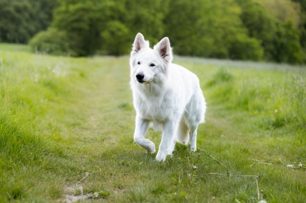 Weiße Schweizer Schäferhund Welpen