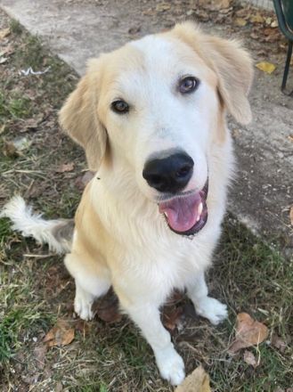 Buddy, geb. ca. 01/2022, lebt in GRIECHENLAND, im städt. Tierheim Serres