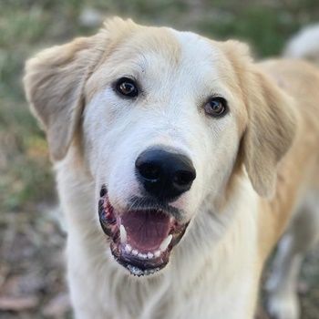 Buddy, geb. ca. 01/2022, lebt in GRIECHENLAND, im städt. Tierheim Serres