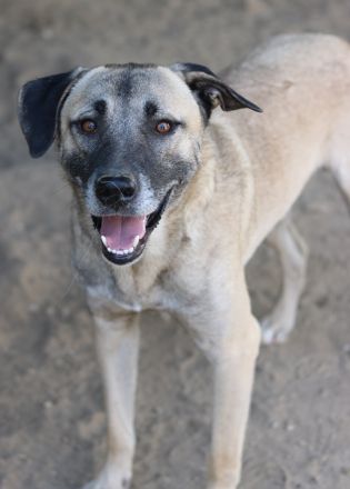 Bernhard, geb. ca. 01/2022, lebt in GRIECHENLAND, im städt. Tierheim Serres
