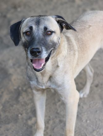 Bernhard, geb. ca. 01/2022, lebt in GRIECHENLAND, im städt. Tierheim Serres