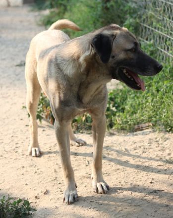 Bernhard, geb. ca. 01/2022, lebt in GRIECHENLAND, im städt. Tierheim Serres