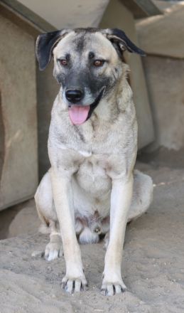 Bernhard, geb. ca. 01/2022, lebt in GRIECHENLAND, im städt. Tierheim Serres