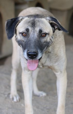 Bernhard, geb. ca. 01/2022, lebt in GRIECHENLAND, im städt. Tierheim Serres