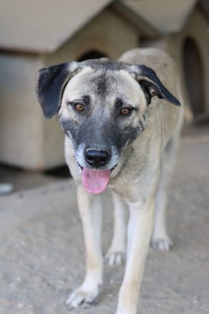 Bernhard, geb. ca. 01/2022, lebt in GRIECHENLAND, im städt. Tierheim Serres