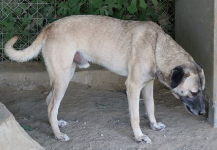 Bernhard, geb. ca. 01/2022, lebt in GRIECHENLAND, im städt. Tierheim Serres