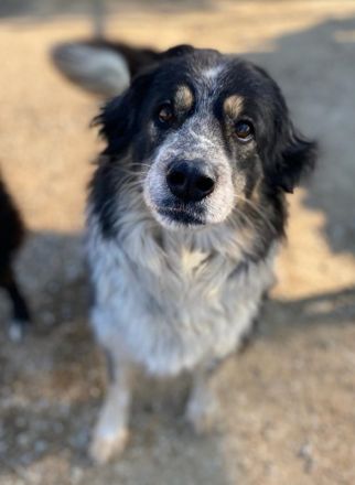 Bente, geb. ca. 04/2020, lebt in GRIECHENLAND, im städt. Tierheim Serres