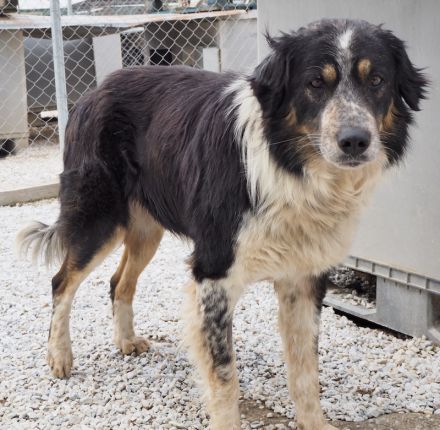 Bente, geb. ca. 04/2020, lebt in GRIECHENLAND, im städt. Tierheim Serres