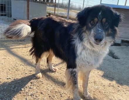 Bente, geb. ca. 04/2020, lebt in GRIECHENLAND, im städt. Tierheim Serres