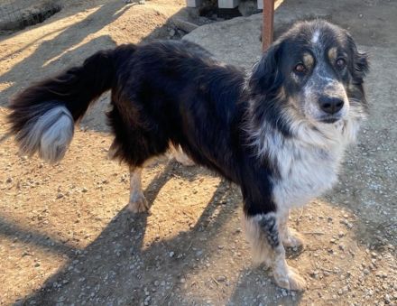 Bente, geb. ca. 04/2020, lebt in GRIECHENLAND, im städt. Tierheim Serres
