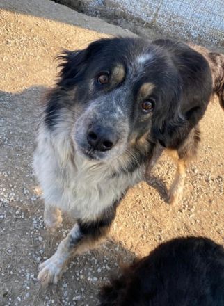 Bente, geb. ca. 04/2020, lebt in GRIECHENLAND, im städt. Tierheim Serres