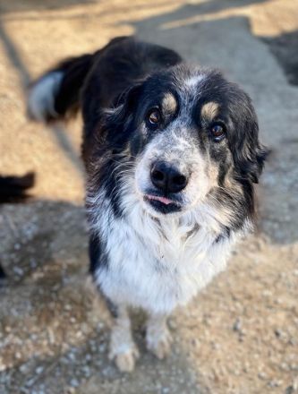 Bente, geb. ca. 04/2020, lebt in GRIECHENLAND, im städt. Tierheim Serres