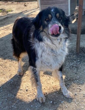 Bente, geb. ca. 04/2020, lebt in GRIECHENLAND, im städt. Tierheim Serres