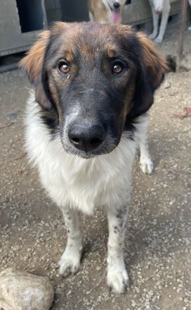 Bali, geb. ca. 12/2021, lebt in GRIECHENLAND, im städt. Tierheim Serres