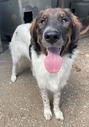 Bali, geb. ca. 12/2021, lebt in GRIECHENLAND, im städt. Tierheim Serres