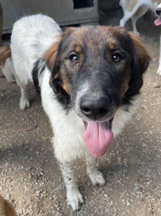 Bali, geb. ca. 12/2021, lebt in GRIECHENLAND, im städt. Tierheim Serres