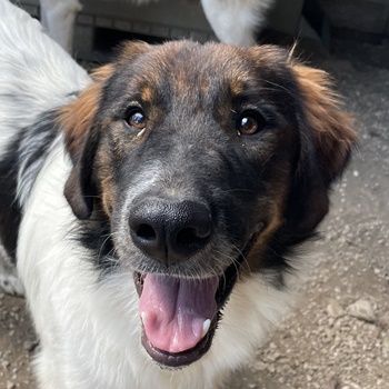 Bali, geb. ca. 12/2021, lebt in GRIECHENLAND, im städt. Tierheim Serres