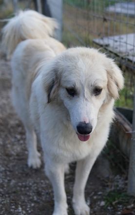 Bacardi, geb. ca. 04/2021, lebt in GRIECHENLAND, im städt. Tierheim Serres