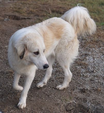 Bacardi, geb. ca. 04/2021, lebt in GRIECHENLAND, im städt. Tierheim Serres