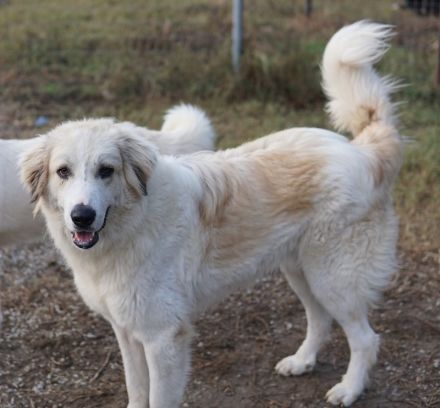 Bacardi, geb. ca. 04/2021, lebt in GRIECHENLAND, im städt. Tierheim Serres