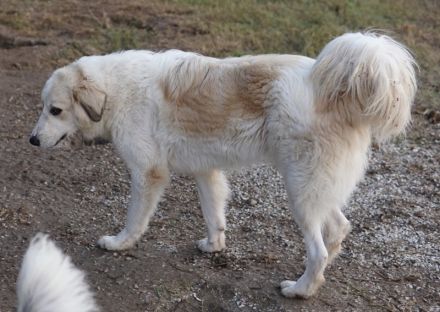 Bacardi, geb. ca. 04/2021, lebt in GRIECHENLAND, im städt. Tierheim Serres