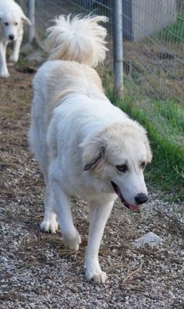 Bacardi, geb. ca. 04/2021, lebt in GRIECHENLAND, im städt. Tierheim Serres
