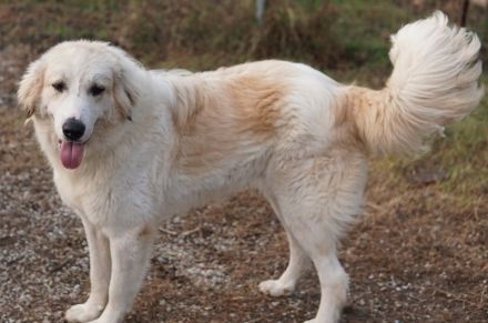 Bacardi, geb. ca. 04/2021, lebt in GRIECHENLAND, im städt. Tierheim Serres