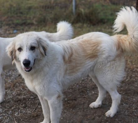 Bacardi, geb. ca. 04/2021, lebt in GRIECHENLAND, im städt. Tierheim Serres