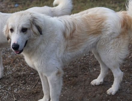 Bacardi, geb. ca. 04/2021, lebt in GRIECHENLAND, im städt. Tierheim Serres