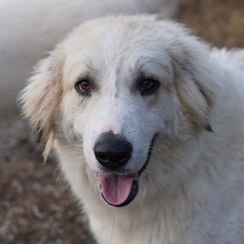 Bacardi, geb. ca. 04/2021, lebt in GRIECHENLAND, im städt. Tierheim Serres